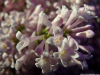 38902CrLe - Pictures of our Lilac while BBQing steaks   Each New Day A Miracle  [  Understanding the Bible   |   Poetry   |   Story  ]- by Pete Rhebergen